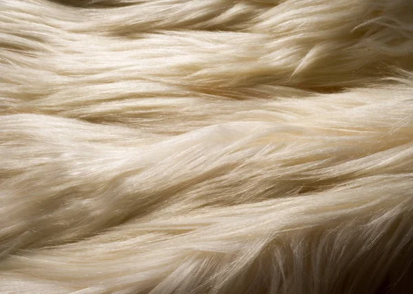 Texture Sfondo Pelo Yak Bianco Grosso Bue Selvatico Addomesticato Con — Foto Stock