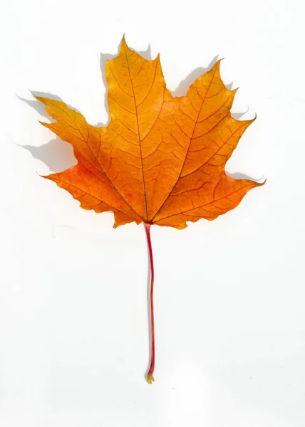 Υφή, φόντο. Maple φύλλα κίτρινα αποχρώσεις του κόκκινου και του χρυσού. — Φωτογραφία Αρχείου