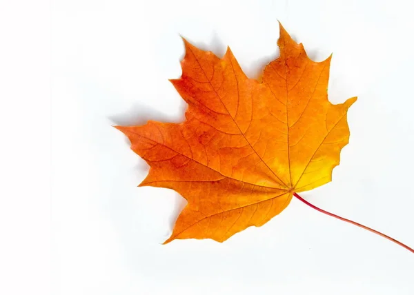Het patroon, achtergrond. Esdoorn bladeren geel tinten van rood en goud. — Stockfoto