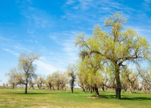  Bahar turanga koruda. diversifolia Schrenk, kavak euphratica, fırat kavak, kavak.