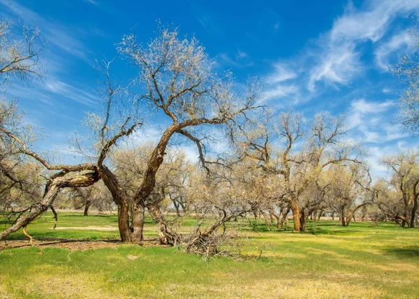  Bahar turanga koruda. diversifolia Schrenk, kavak euphratica, fırat kavak, kavak.