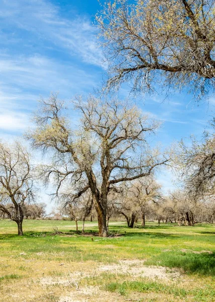  Bahar turanga koruda. diversifolia Schrenk, kavak euphratica, fırat kavak, kavak.