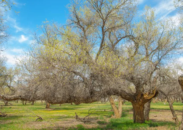  Bahar turanga koruda. diversifolia Schrenk, kavak euphratica, fırat kavak, kavak.