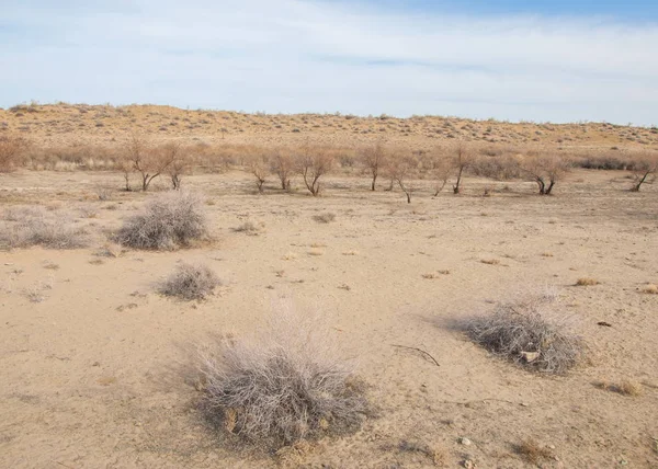 Estepe Primavera Areia Árvores Areia Fundo Céu Azul Estepes Cazaquistão — Fotografia de Stock