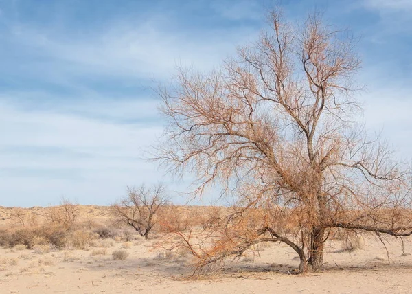 Steppes Kazakhstan Arbre Solitaire Début Printemps — Photo