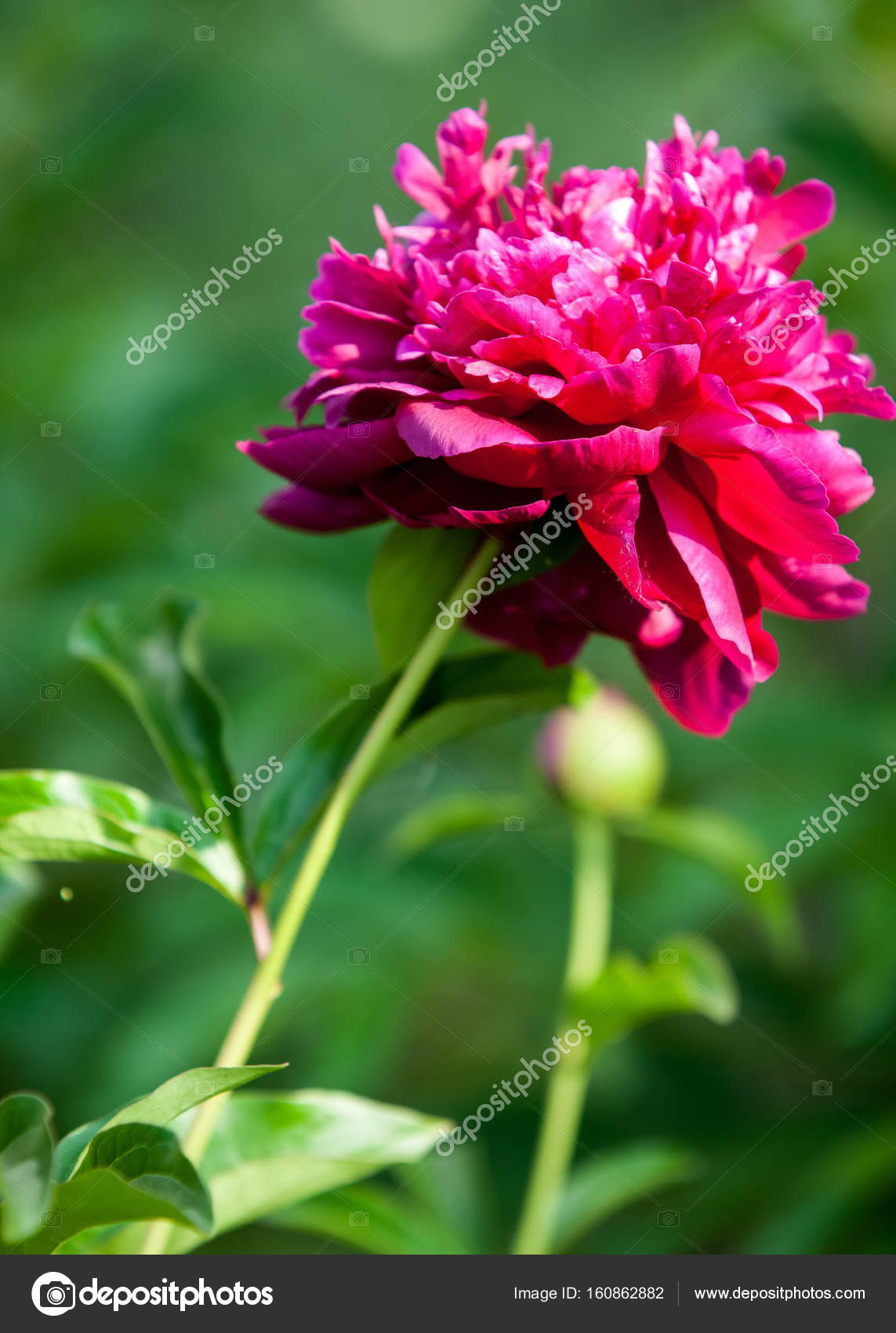 Peonia Pianta Ornamentale Con Grandi Fiori Primo Bianco ...