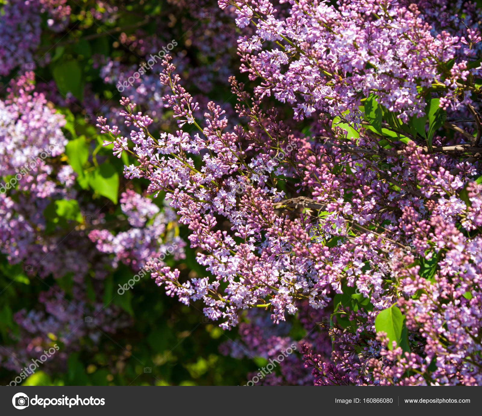 Download Lilac Bush Branch Spring Lilac Flowers Lilacs Bloom May Lilac For iPhone Wallpaper Lilac Bush Branch Spring Lilac Flowers Lilacs Bloom May Lilac Desktop Wallpaper