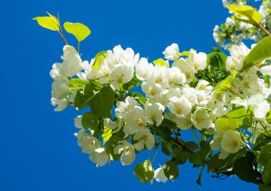 elma çiçekler. bahar çiçekleri. Çiçek açması tre yumuşak görüntü