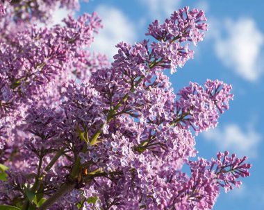 Eflatun çiçekler. Mor ya da beyaz güzel kokulu çiçekler ile büyük bahçe Funda.