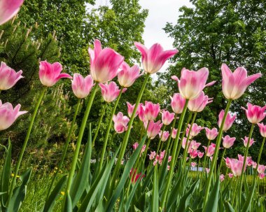 lale. lily ailesinin Kupası şeklindeki cesaretle renkli çiçeklerle soğanlı bir bahar-çiçekli bitki.