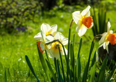 nergis, daffodilly, daffy. genellikle uzun trompet şeklinde Merkezi (corona olan parlak sarı çiçek taşıyan bir soğanlı bitki).