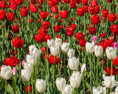 Lale. Soğanlı bitki tohumları. Lily çiçekler ile büyük, fincan şeklinde. Lale güzel buket. renkli lale. lale bahar. 