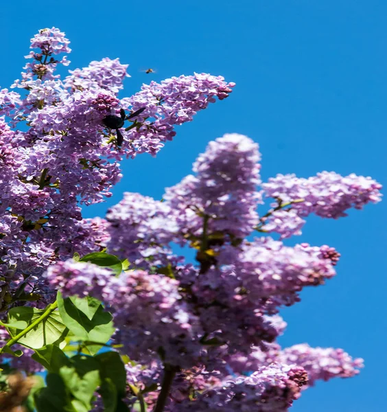 Bahar. Eflatun çiçekler. Örnek metin ile beyaz arka plan üzerinde Lila çiçek demet. Bahar çiçek, dal Mor Lila. Syringa vulgaris.