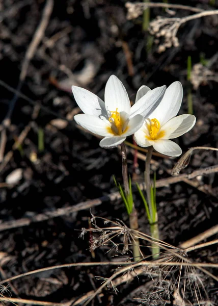 White Crocus Snowdrop Widely Cultivated Bulbous European Plant Bears Drooping — Stock Photo, Image
