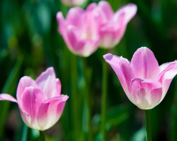 Tulip Bulbous Spring Flowering Plant Lily Family Boldly Colored Cup — Stock Photo, Image