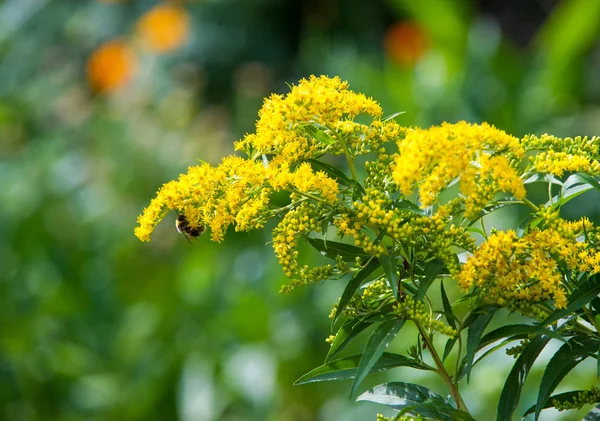 Vara Oro Inminente Solidago Género Plantas Con Flores Perteneciente Familia — Foto de Stock