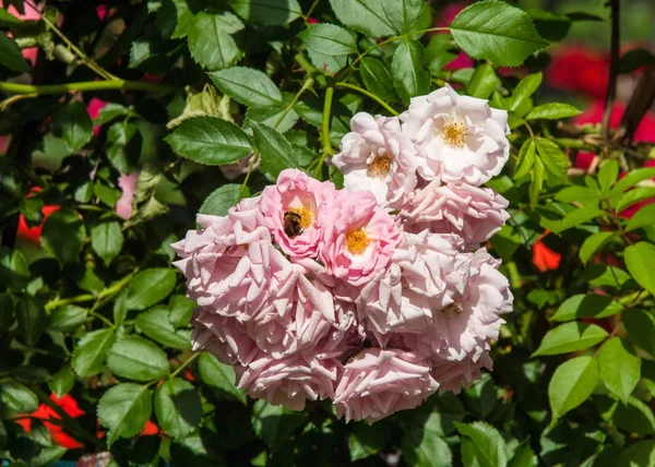hybrid tea roses. Tea rose. a garden rose with flowers that have a delicate scent said to resemble that of tea.  A medium pink cluster-flowered hybrid tea that blooms repeatedly.
