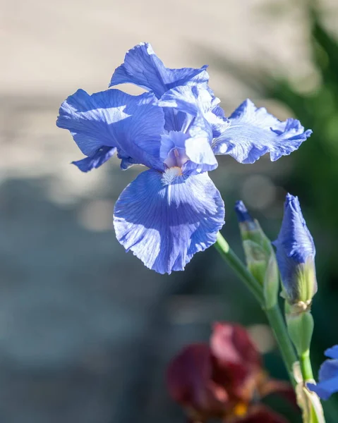 Fleur Bleue Irises Nature Printemps Ensoleillé Fond Mise Point Douce — Photo