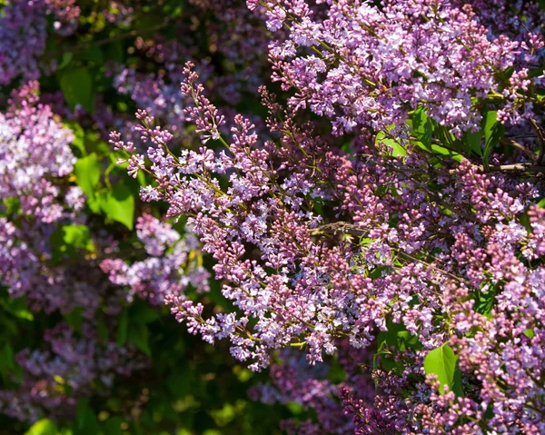 ライラックの茂み 春のライラックの花と分岐します 月のライラック 庭のライラックの茂み — ストック写真