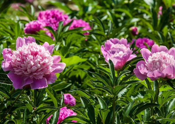 Пион Декоративные Растения Большими Цветами Первую Очередь Белый Розовый Ярко — стоковое фото