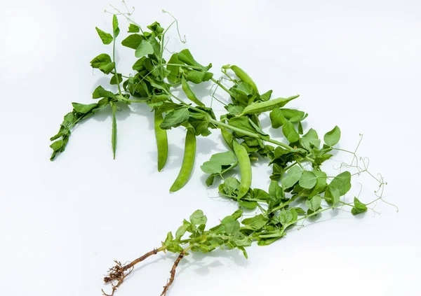 Green Pea Bush Green Peas Pod Peas Growing Farm Closeup — Stock Photo, Image