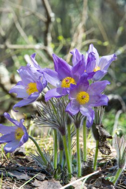 Bahar manzara. Çiçekleri içinde belgili tanımlık vahşi. Bahar çiçek Pulsatilla. Pasque çiçek ya da pasqueflower, Rüzgar çiçek, çayır bitkisi, Paskalya çiçek ve çayır anemone ortak adları dahil. 