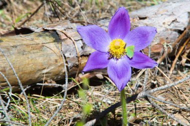 Bahar manzara. Çiçekleri içinde belgili tanımlık vahşi. Bahar çiçek Pulsatilla. Pasque çiçek ya da pasqueflower, Rüzgar çiçek, çayır bitkisi, Paskalya çiçek ve çayır anemone ortak adları dahil. 