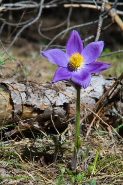 Bahar manzara. Çiçekleri içinde belgili tanımlık vahşi. Bahar çiçek Pulsatilla. Pasque çiçek ya da pasqueflower, Rüzgar çiçek, çayır bitkisi, Paskalya çiçek ve çayır anemone ortak adları dahil. 