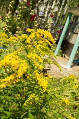 Solidago, goldenrods, yaygın olarak adlandırılan bir tür Aster, bitki ailesindeki çiçekli bitki cinsidir. Bunların çoğu çok yıllık otsu türler açık yerlerde bulundu