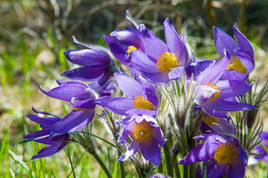 Bahar manzara. Çiçekleri içinde belgili tanımlık vahşi. Bahar çiçek Pulsatilla. Pasque çiçek ya da pasqueflower, Rüzgar çiçek, çayır bitkisi, Paskalya çiçek ve çayır anemone ortak adları dahil. 