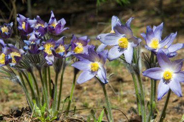 Bahar manzara. Çiçekleri içinde belgili tanımlık vahşi. Bahar çiçek Pulsatilla. Pasque çiçek ya da pasqueflower, Rüzgar çiçek, çayır bitkisi, Paskalya çiçek ve çayır anemone ortak adları dahil. 