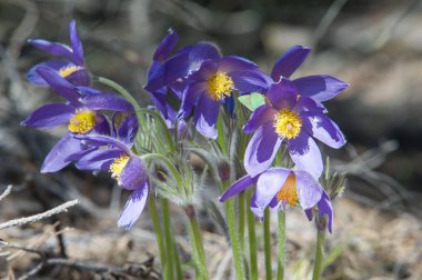 Bahar manzara. Çiçekleri içinde belgili tanımlık vahşi. Bahar çiçek Pulsatilla. Pasque çiçek ya da pasqueflower, Rüzgar çiçek, çayır bitkisi, Paskalya çiçek ve çayır anemone ortak adları dahil. 