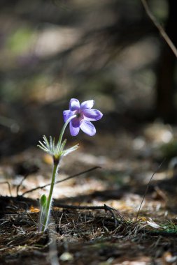 Bahar manzara. Çiçekleri içinde belgili tanımlık vahşi. Bahar çiçek Pulsatilla. Pasque çiçek ya da pasqueflower, Rüzgar çiçek, çayır bitkisi, Paskalya çiçek ve çayır anemone ortak adları dahil. 