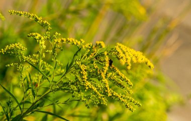 Solidago, goldenrods, yaygın olarak adlandırılan bir tür Aster, bitki ailesindeki çiçekli bitki cinsidir. Bunların çoğu çok yıllık otsu türler açık yerlerde bulundu