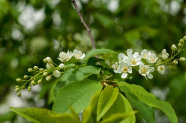 Kuş kiraz, parlak arkadan aydınlatmalı gökyüzü karşı dalı closeup. kuş kiraz çiçekleri