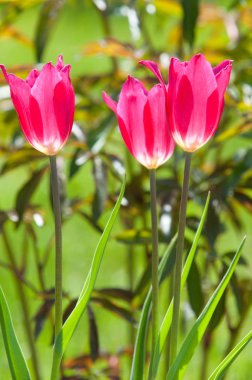 Bahar peyzaj, lale flowerbed şehir içinde. Lale doğa arka planda. Güzel bahar çiçekleri yeşil flowerbed bir şehir parkı üzerinde closeup. Bokeh bahar arka plan çiçeklerle.