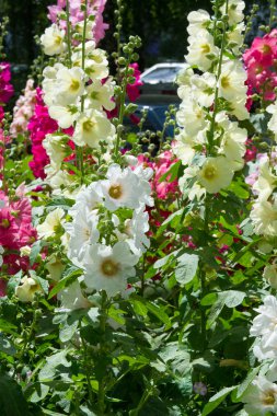 Ebegümeci çiçekler. kıllı kaynaklanıyor, pembe ya da mor çiçekler ve disk şeklinde meyve otsu bir bitki. Birkaç tür süsbitkileri yetiştirilen ve bazı yemeklik.