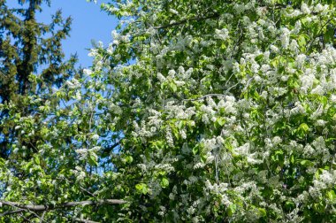 Kuş kiraz, parlak arkadan aydınlatmalı gökyüzü karşı dalı closeup. kuş kiraz çiçekleri