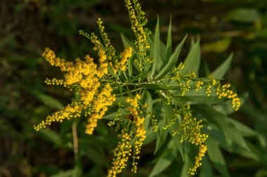 Solidago, goldenrods, yaygın olarak adlandırılan bir tür Aster, bitki ailesindeki çiçekli bitki cinsidir. Bunların çoğu çok yıllık otsu türler açık yerlerde bulundu