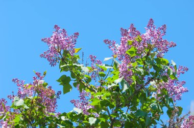 Doku, desen, arka plan. Eflatun çiçekler. bir soluk pembemsi-menekşe rengi. Mor ya da beyaz güzel kokulu çiçekler ile büyük bahçe Funda.