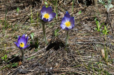Bahar manzara. Çiçekleri içinde belgili tanımlık vahşi. Bahar çiçek Pulsatilla. Pasque çiçek ya da pasqueflower, Rüzgar çiçek, çayır bitkisi, Paskalya çiçek ve çayır anemone ortak adları dahil. 