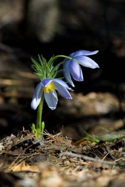 Bahar manzara. Çiçekleri içinde belgili tanımlık vahşi. Bahar çiçek Pulsatilla. Pasque çiçek ya da pasqueflower, Rüzgar çiçek, çayır bitkisi, Paskalya çiçek ve çayır anemone ortak adları dahil. 