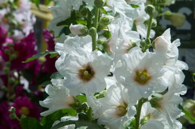 Ebegümeci çiçekler. kıllı kaynaklanıyor, pembe ya da mor çiçekler ve disk şeklinde meyve otsu bir bitki. Birkaç tür süsbitkileri yetiştirilen ve bazı yemeklik.