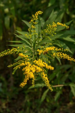 Solidago, goldenrods, yaygın olarak adlandırılan bir tür Aster, bitki ailesindeki çiçekli bitki cinsidir. Bunların çoğu çok yıllık otsu türler açık yerlerde bulundu