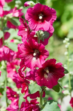 Ebegümeci çiçekler. kıllı kaynaklanıyor, pembe ya da mor çiçekler ve disk şeklinde meyve otsu bir bitki. Birkaç tür süsbitkileri yetiştirilen ve bazı yemeklik.