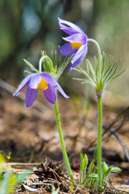 Bahar manzara. Çiçekleri içinde belgili tanımlık vahşi. Bahar çiçek Pulsatilla. Pasque çiçek ya da pasqueflower, Rüzgar çiçek, çayır bitkisi, Paskalya çiçek ve çayır anemone ortak adları dahil. 