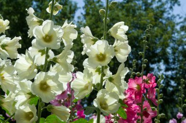 Ebegümeci çiçekler. kıllı kaynaklanıyor, pembe ya da mor çiçekler ve disk şeklinde meyve otsu bir bitki. Birkaç tür süsbitkileri yetiştirilen ve bazı yemeklik.