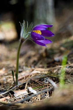 Bahar manzara. Çiçekleri içinde belgili tanımlık vahşi. Bahar çiçek Pulsatilla. Pasque çiçek ya da pasqueflower, Rüzgar çiçek, çayır bitkisi, Paskalya çiçek ve çayır anemone ortak adları dahil. 