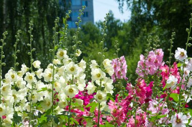 Ebegümeci çiçekler. kıllı kaynaklanıyor, pembe ya da mor çiçekler ve disk şeklinde meyve otsu bir bitki. Birkaç tür süsbitkileri yetiştirilen ve bazı yemeklik.