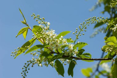 Bahar tebrik kartı, çiçeği kuş kiraz. Bir kaplumbağa şube Close-up parlak gökyüzü karşı yaktı. Kuş-kiraz ağaç izole çiçeklenme. kuş kiraz içinde güneşli çiçekler gün, yakın çekim